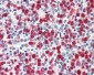 CARD8 / Cardinal / TUCAN Antibody (C-Terminus)